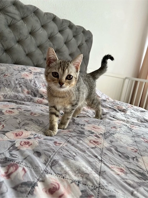 Wundervolle Britisch Kurzhaar Kitten 