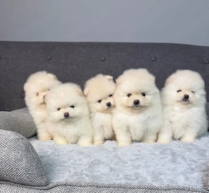 Sweet Pomeranian mini Zwergspitz welpen