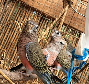 Bourkesittiche