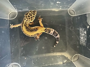 3 Leopardgecko-Damen 3 Jahre alt