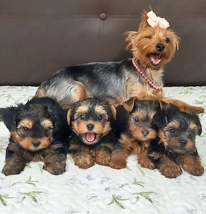 Sweet Yorkshire terrier mini welpen