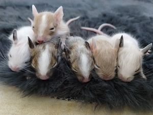 Super niedliche Degu Kids:viel Schecken,Agouti,Sand,Creme suchen ihren Lieblingsmenschen!