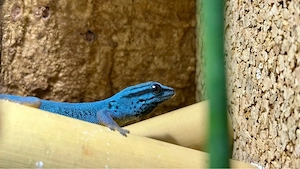 2.0 Lygodactylus Williamsi DNZ (Himmelblauer Zwergtaggecko)