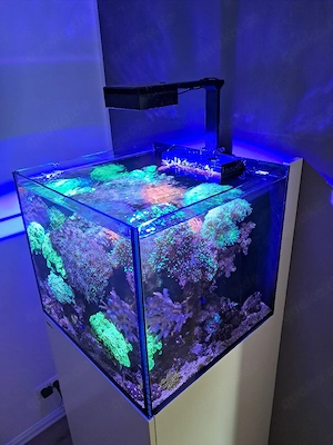 Meerwasseraquarium 