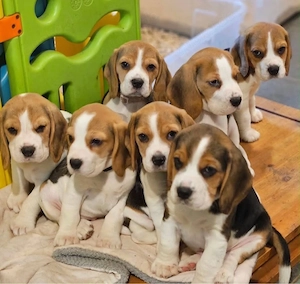 Beagle Welpen