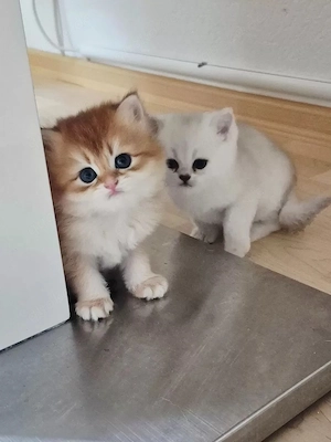 BKH BLH Kitten Reinrassig mit Stammbaum
