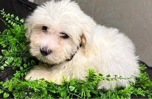 Bichon Malteser 4Mädchen 2 jungs