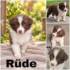 Border Collie Welpen   liebevoll und vielseitig auf das Familienleben vorbereitet   