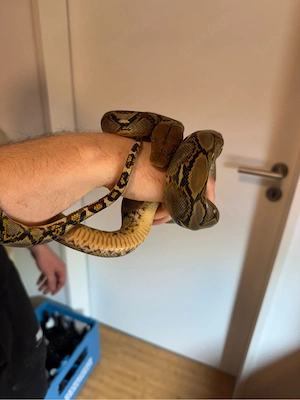 Netzpython Malayopython Reticulatus Bild 5
