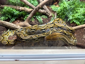 Netzpython Malayopython Reticulatus