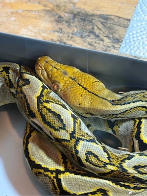 Netzpython Malayopython Reticulatus Bild 2