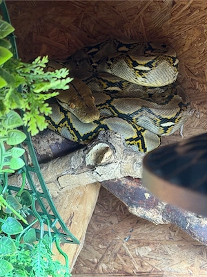 Netzpython Malayopython Reticulatus Bild 4