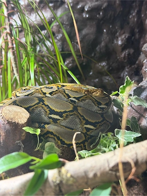Netzpython Malayopython Reticulatus Bild 3