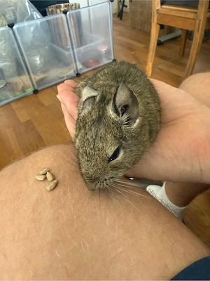 Degu-Dame abzugeben