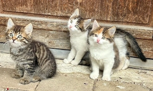 Maine Coon Perser Norwegische Waldkatze Langhaar Kitten Katzenbabies Kätzchen Katzen