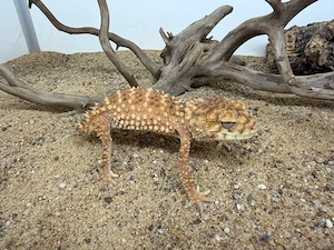 1.2 Nephrurus amyae