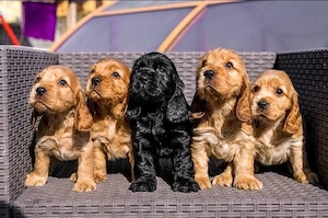 Cocker Spaniel Welpen