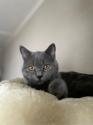 Bkh kater 