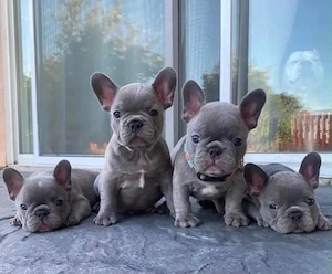 Sweet Französische Bulldogge Welpen