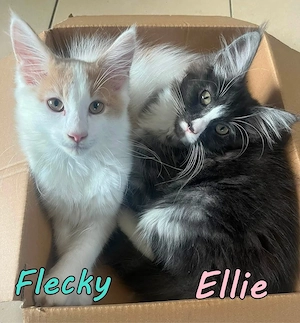 3 Maine Coon Mix Kitten. Geimpft, gechipt, entwurmt