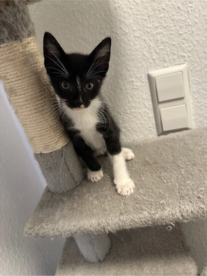 Kater sucht Zuhause