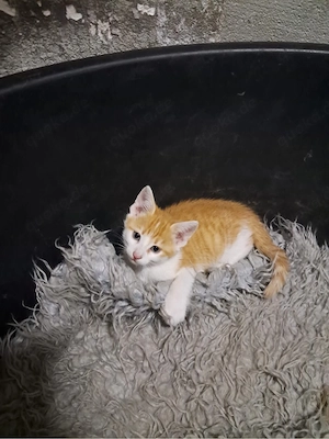 Babkatzen Abzugeben 