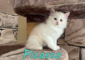 3 Maine Coon x Britisch Langhaar Mix Kitten. Geimpft, gechipt, entwurmt