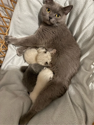 BKH Kitten zu verkaufen