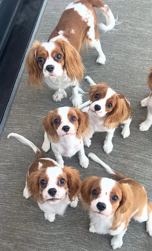 Cavalier king charles Spaniel welpen