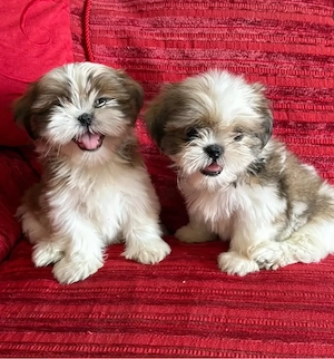 Shih tzi mini welpen