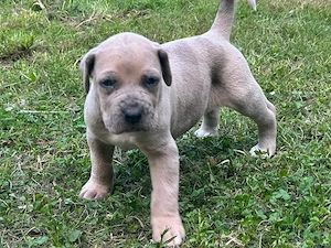 Welpen Rüde, Cane Corso-Deutsche Dogge