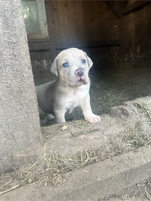 kleines Cane Corso deutsche Dogge Weibchen