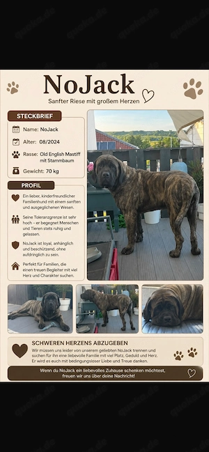 Liebevolles Zuhause gesucht. Old English Mastiff
