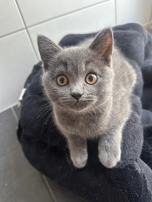BKH Katze Kätzchen Jung