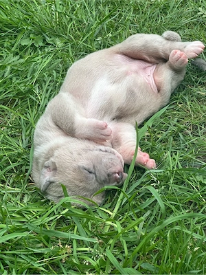 kleines Kanne Corso deutsche Dogge Weibchen