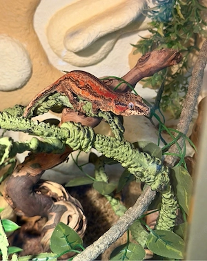     Höckerkopfgecko   Gargoyle Gecko