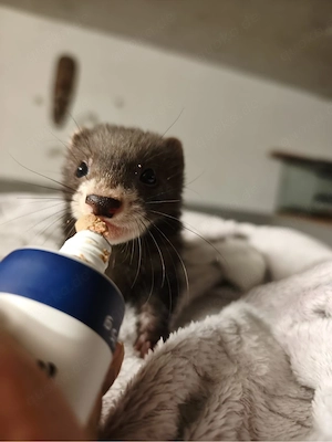 Frettchenbabys