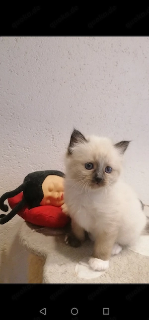 Eine Mädchen heilige birma 