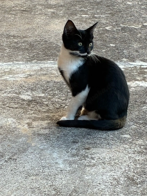 schöner junger Kater zu verschenken