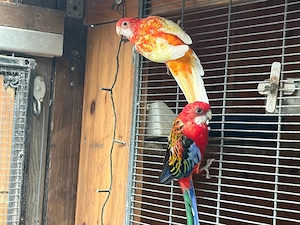 Prachrosella ein paar