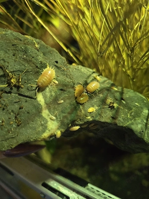 Porcellio laevis ,,Orange"
