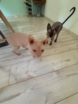 Sphynx kater 
