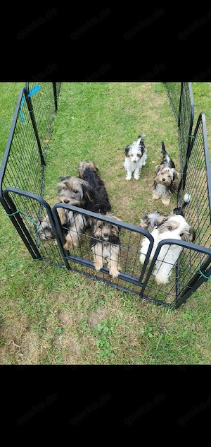 Yorkshire Terrier welpen 