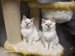 Reinrassige Heilige Birma Kitten