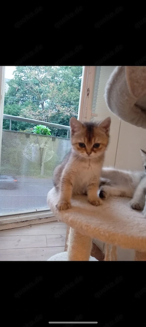BKH golden shaded Kater 