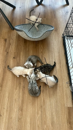 Wunderschöne BKH-Bengal-Mix Kitten   5 Kater & 1 Katze   