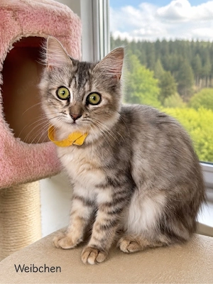 Maine Coon Kitten in allerbesten Händen abzugeben Bild 5