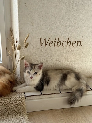 Maine Coon Kitten in allerbesten Händen abzugeben Bild 3