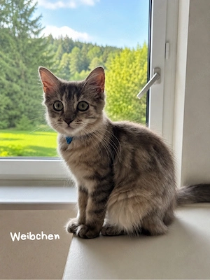 Maine Coon Kitten in allerbesten Händen abzugeben Bild 4