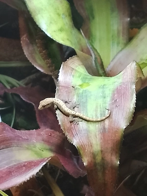 Jungferngeckos   Lepidodactylus lugubris 